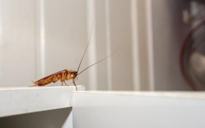 How to Keep Pests Out of the Garage